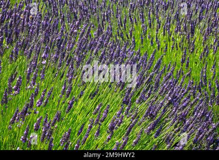 Lavandula Trivialname Lavendel ist eine Gattung von 47 bekannten Arten blühender Pflanzen der Minzfamilie Lamiaceae. Stockfoto