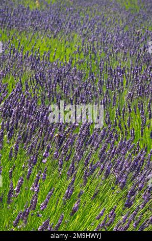 Lavandula Trivialname Lavendel ist eine Gattung von 47 bekannten Arten blühender Pflanzen der Minzfamilie Lamiaceae. Stockfoto