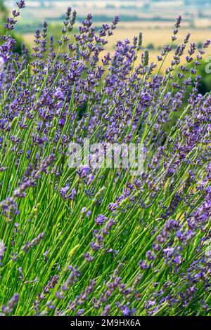 Lavandula Trivialname Lavendel ist eine Gattung von 47 bekannten Arten blühender Pflanzen der Minzfamilie Lamiaceae. Stockfoto