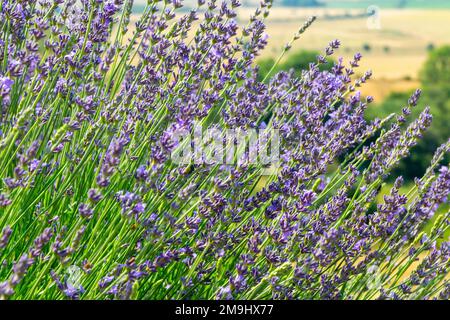 Lavandula Trivialname Lavendel ist eine Gattung von 47 bekannten Arten blühender Pflanzen der Minzfamilie Lamiaceae. Stockfoto