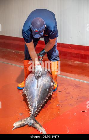 Schneiden und Vorbereiten von Fisch für die Konservenherstellung, Fischkonservenfabrik (USISA), Isla Cristina, Spanien Stockfoto