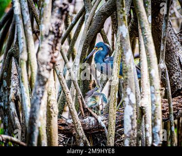 Fütterung des dreifarbigen Reiher (Egretta tricolor) Stockfoto