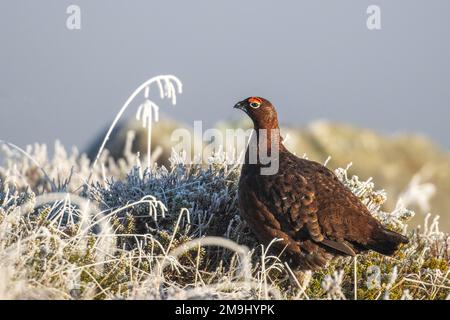 Rothühner (Lagopus lagopus scotica) an einem kalten Wintertag hoch oben auf dem frostigen Boden, Ilkley Moor, West Yorkshire, England, Großbritannien Stockfoto