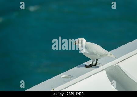 Ein schneebedeckter Schirm (Chionis Albus) am Bug des m/V Sea Spirit in St. Andrews Bay auf South Georgia Island, subantarktisch. Stockfoto