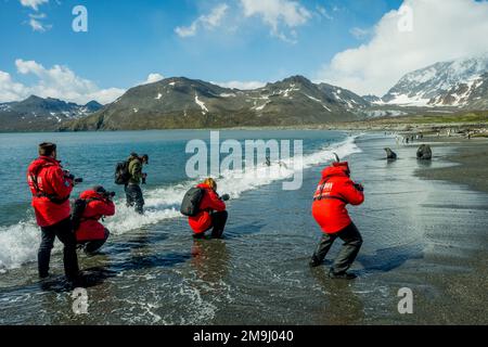 Touristen, die Königspinguine (Aptenodytes patagonicus) am Strand der größten Königspinguinkolonie (Aptenodytes patagonicus) der Welt fotografieren, Stockfoto