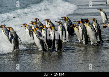 Eine Gruppe von Königspinguinen (Aptenodytes patagonicus) geht ins Wasser, um am Strand der größten Königspinguinkolonie der Welt zu fressen Stockfoto