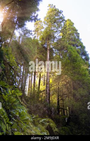 Wald mit nachmittäglichem Sonnenlicht, das durch die Bäume scheint Stockfoto