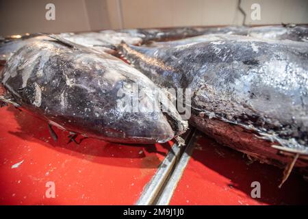 Schneiden und Vorbereiten von Fisch für die Konservenherstellung, Fischkonservenfabrik (USISA), Isla Cristina, Spanien Stockfoto