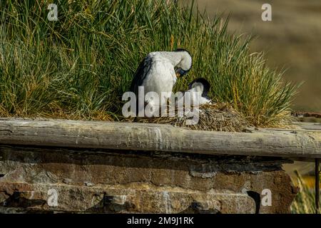 Südgeorgien-Schnecken (Leucocarbo georgianus) nisten auf dem rostenden Hügel der Bayard, einem 1 in Liverpool gebauten Dreimastsegler Stockfoto