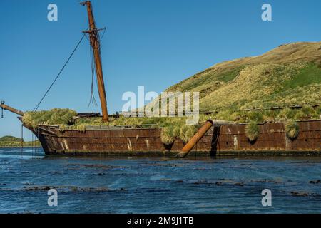 Blick auf den rostenden Hügel der Bayard, ein dreimastiges Segelschiff mit eisernem Rumpf, das 1864 in Liverpool gebaut und in Ocean Harbor, auf South Georg, zerstört wurde Stockfoto