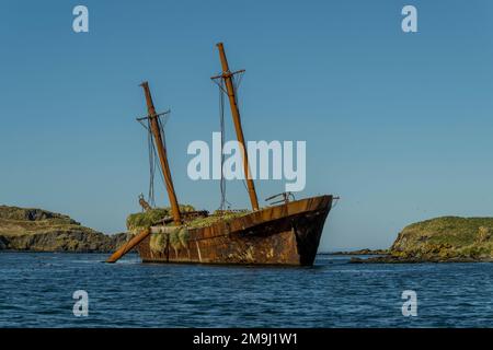 Blick auf den rostenden Hügel der Bayard, ein dreimastiges Segelschiff mit eisernem Rumpf, das 1864 in Liverpool gebaut und in Ocean Harbor, auf South Georg, zerstört wurde Stockfoto