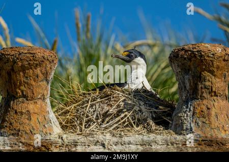 Südgeorgien-Schnecken (Leucocarbo georgianus) nisten auf dem rostenden Hügel der Bayard, einem 1 in Liverpool gebauten Dreimastsegler Stockfoto