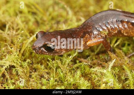 Detaillierte, natürliche Makroaufnahme einer orangefarbenen Ensatina eschscholtzii-Salamander aus Nordkalifornien auf grünem Moos Stockfoto