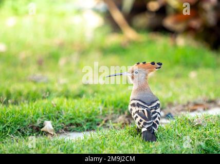 Hufeisen auf grünem Gras unter Sonnenlicht in Ägypten Stockfoto