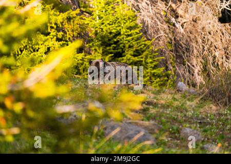 Braunbär (Ursus arctos), Grand Teton National Park, Wyoming, USA Stockfoto