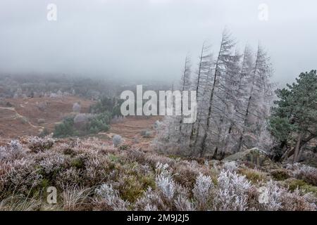 Ein wunderschöner Ort für einen Spaziergang auf dem Ilkley Moor im Winter mit frostigen Pinien und einem Weg, der an einem nebligen Tag in die Ferne führt. West Yorkshire, Eng Stockfoto