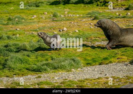 Ein Mann aus dem Gebiet der Antarktis (Arctocephalus gazella) jagt ein Weibchen in Ocean Harbor, Südgeorgien, südlich der Antarktis. Stockfoto