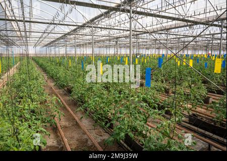 Reihen verschiedener Tomaten, die im Gewächshaus in Almeria, „der