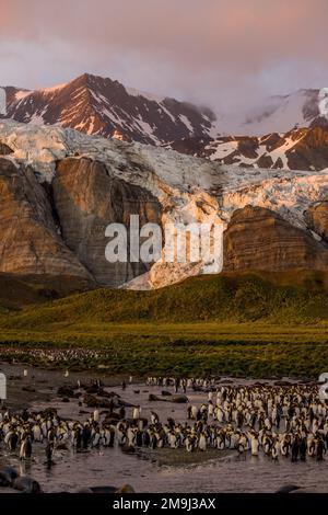 Blick auf Tausende von Königspinguinen (Aptenodytes patagonicus) am frühen Morgen bei Sonnenaufgang in der Königspinguinkolonie in Gold Harbor, South Georgia Island, Stockfoto