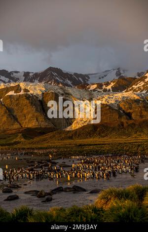 Blick auf Tausende von Königspinguinen (Aptenodytes patagonicus) am frühen Morgen bei Sonnenaufgang in der Königspinguinkolonie in Gold Harbor, South Georgia Island, Stockfoto