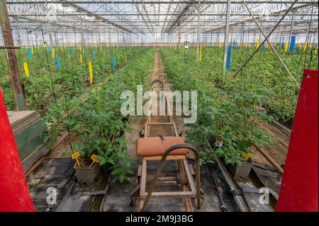 Reihen verschiedener Tomaten, die im Gewächshaus in Almeria, „der