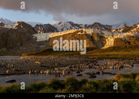 Blick auf Tausende von Königspinguinen (Aptenodytes patagonicus) am frühen Morgen bei Sonnenaufgang in der Königspinguinkolonie in Gold Harbor, South Georgia Island, Stockfoto