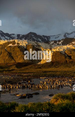 Blick auf Tausende von Königspinguinen (Aptenodytes patagonicus) am frühen Morgen bei Sonnenaufgang in der Königspinguinkolonie in Gold Harbor, South Georgia Island, Stockfoto