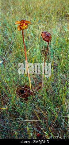 Violette Pitcher-Blume (Sarracenia purpurea) im Gras Stockfoto