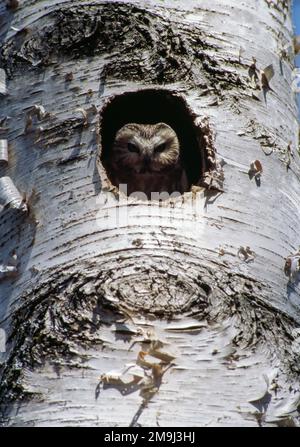 Nördliche Sägeeule (Aegolius acadicus) in der Speckenneststätte Stockfoto