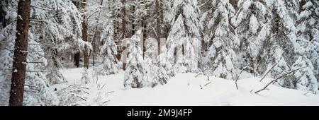 Immergrüne Bäume mit Schnee im Wald Stockfoto
