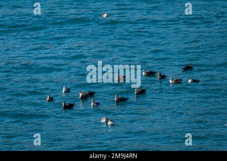 Eine Gruppe von südlichen Riesenpetrelen (Macronectes giganteus), die in Cooper Bay, South Georgia Island, Sub-Antarktis, schwimmen. Stockfoto