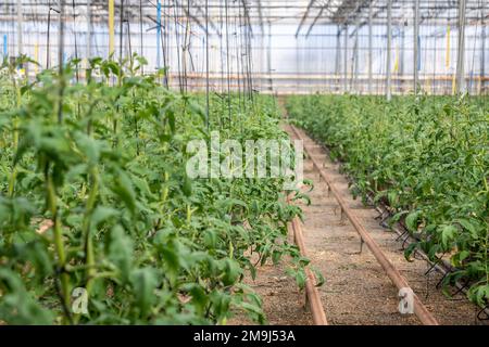 Reihen verschiedener Tomatenpflanzen, die im Gewächshaus in Almeria, „der europäische Gemüsegarten“, Andalusien, Spanien, wachsen Stockfoto