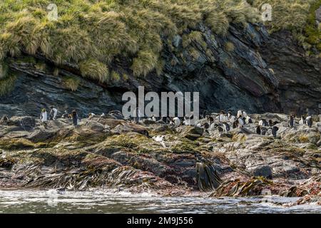 Eine Gruppe von Makkaroni-Pinguinen (Eudyptes chrysolophus) steht auf Felsen in Cooper Bay, South Georgia Island, Sub-Antarktis. Stockfoto