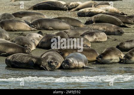 Südliche Elefantenrobben (Mirounga leonina) an einem Strand in Cooper Bay, South Georgia Island, Subantarktis. Stockfoto