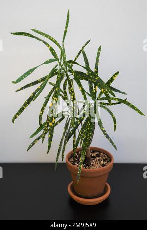 Croton (Codiaeum variegatum) mit gelber Goldvariegation auf einem weißen und schwarzen Hintergrund. Hauspflanze in einem Terrakotta-Topf. Stockfoto