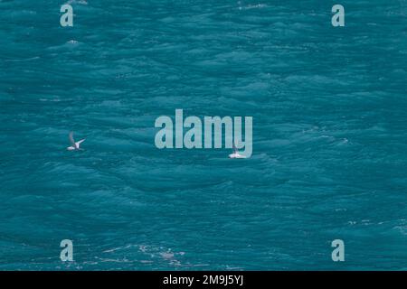 Zwei Schneeräuber (Pagodroma nivea) fliegen über die milchigen Meltwater im Drygalski Fjord auf der Insel Süd-Georgia, subantarktisch. Stockfoto