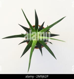 Haworthia-Hauspflanze in einem Terrakotta-Topf. Die Pflanze hat grüne Nadelblätter. Isoliert auf weißem Hintergrund, von oben aufgenommen. Stockfoto