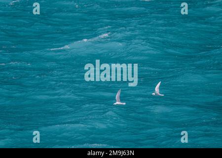 Zwei Schneeräuber (Pagodroma nivea) fliegen über die milchigen Meltwater im Drygalski Fjord auf der Insel Süd-Georgia, subantarktisch. Stockfoto