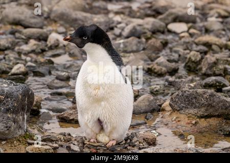 Ein Adelie-Pinguin (Pygoscelis adeliae) dehnt sich während der Inkubation von Eiern und legt den Ei- und Brut-Beutel auf Paulet Island in der Weddell-See, ne Stockfoto