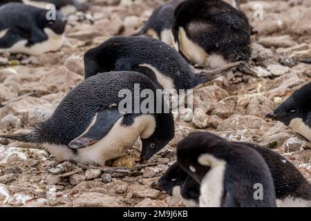 Ein Adelie-Pinguin (Pygoscelis adeliae), der die Eier während der Inkubation auf Paulet Island in der Weddell-See in der Nähe der Spitze des Antarktischen Penins dreht Stockfoto