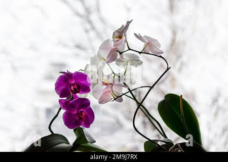 Luxuriöse Zweige weißer und burgunderfarbener Orchideenblüten auf hellem Hintergrund. Eine magische Idee für jedes Design. Stockfoto