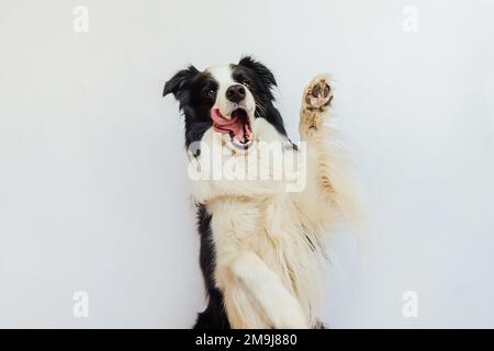 Komischer emotionaler Hund. Süßes Hündchen mit lustigem Gesicht, winkende Pfote, isoliert auf weißem Hintergrund. Süßer Hund, süße Pose. Hund hebt Pfote hoch. Tierlebenskonzept Stockfoto