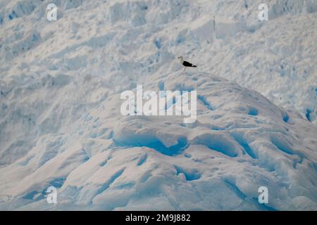 Eine Kelpenmöwe (Larus dominicanus) befindet sich auf einem Eisberg in Cierva Cove, einer Bucht entlang der Westküste von Graham Land, Antarktis Peninsu Stockfoto