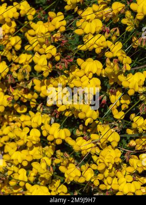 Viele Blumen mit gelben Blütenblättern in Nahaufnahme. Blüten der Ulexpflanze, Makro. Die Pflanze blüht. Gelbe Blütenblätter in Makro Stockfoto