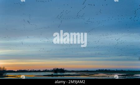 Eine Herde von Wandervögeln, die in der Dämmerung über ein nasses Land fliegen. Der rote Himmel wird am Horizont angezeigt. Stockfoto