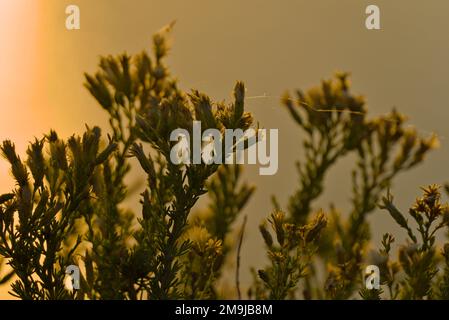 Kalifornischer goldener Busch im Sonnenlicht Stockfoto