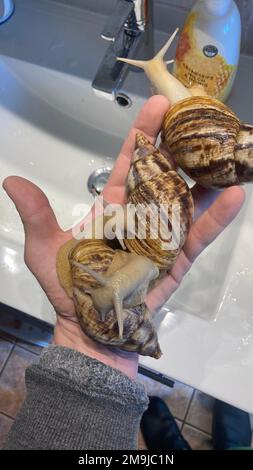 Ein vertikaler Schuss einer Person, die drei Schnecken in der Hand gegen den weißen Waschtisch hält Stockfoto