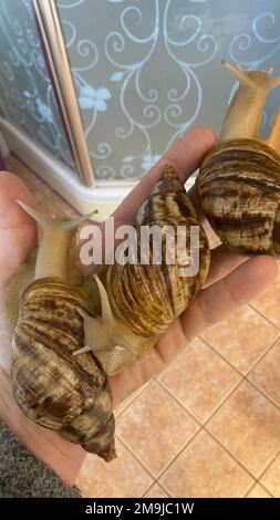 Eine vertikale Nahaufnahme von drei Schnecken mit braunen Schalen in der Handfläche einer Person Stockfoto