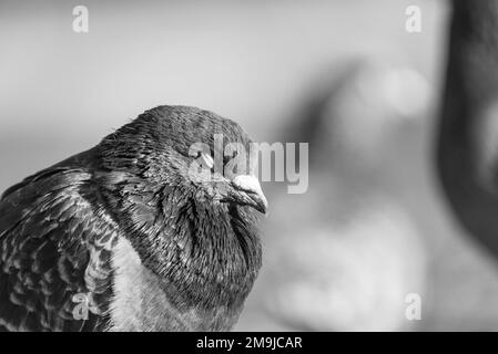 Feral Pigeon am Südufer der Themse, London Stockfoto