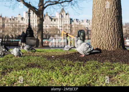 Feral Pigeon am Südufer der Themse, London Stockfoto